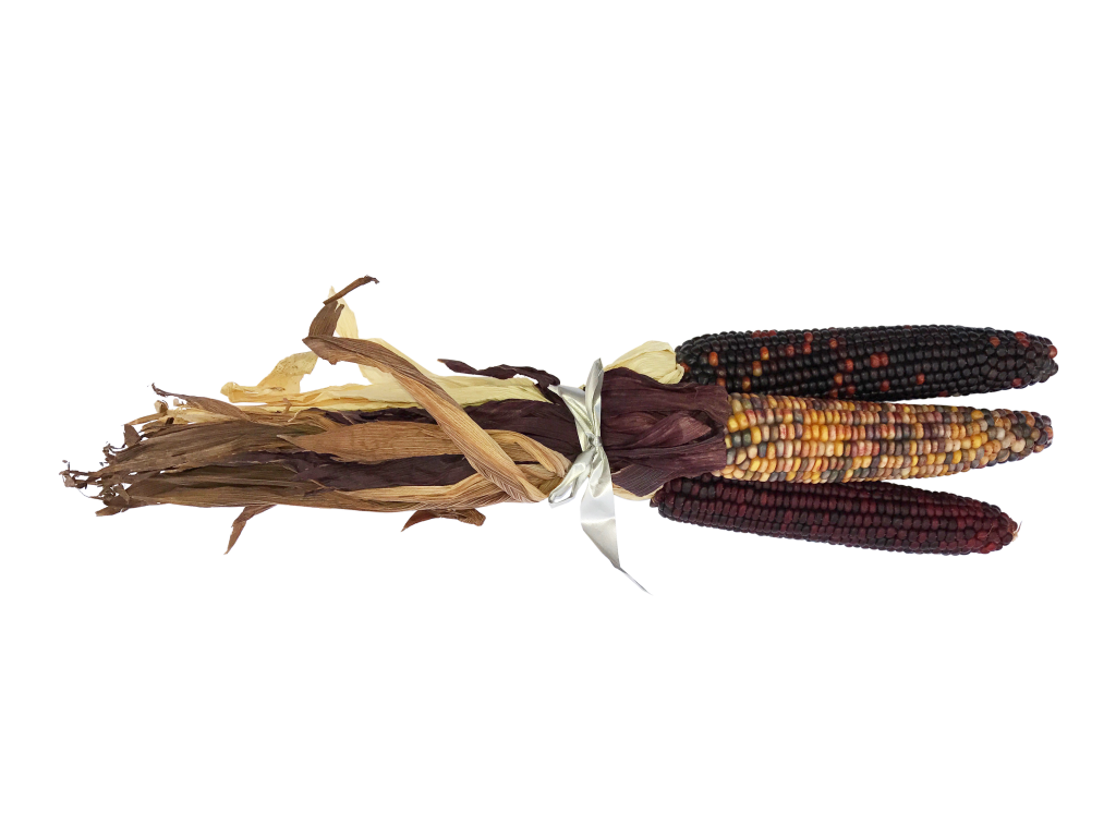 Large Ornamental Corn