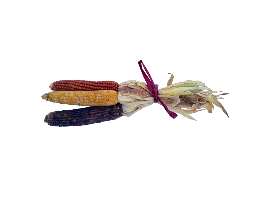 Mini Ornamental Corn